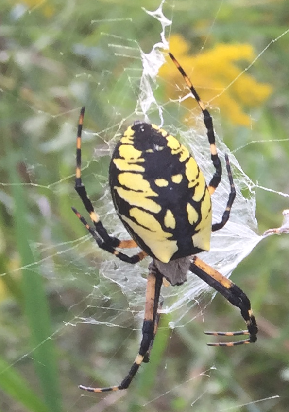 a picture of the author